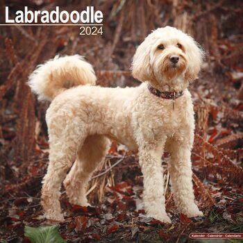 Kalender 2027 Labradoodle