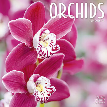 Kalender 2027 Orchids