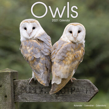 Kalender 2027 Owls