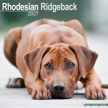 Kalender 2027 Rhodesian ridgeback