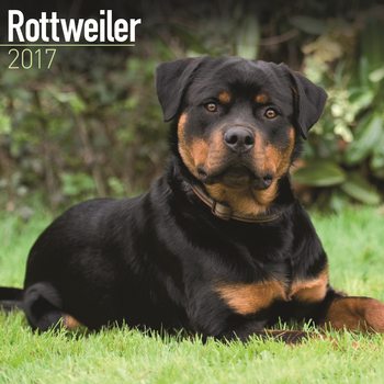 Kalender 2027 Rottweiler