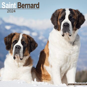 Kalender 2027 Saint Bernard