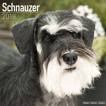 Kalender 2027 Schnauzer