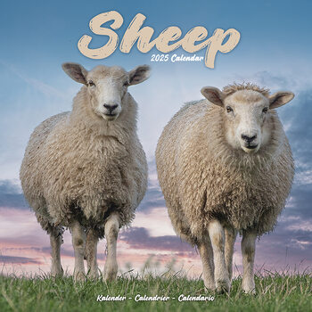 Kalender 2027 Sheep