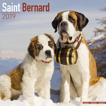 Kalender 2027 St Bernard
