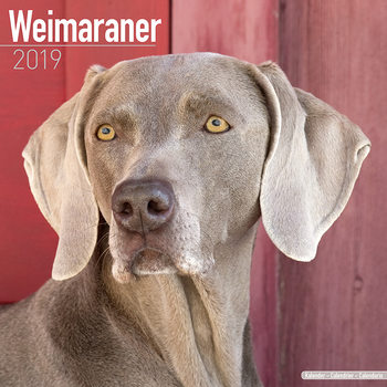 Kalender 2027 Weimaraner