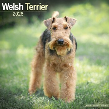 Kalender 2027 Welsh Terrier