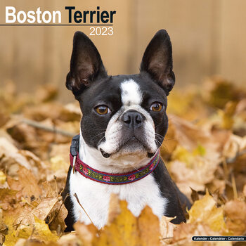Koledar 2023 Boston Terrier