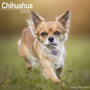 Koledar 2023 Chihuahua
