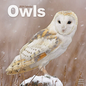 Koledar 2024 Owls