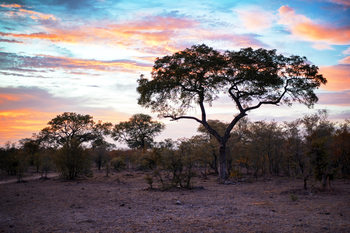 Kunstfotografier African Landscape