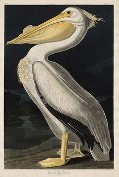 Billede på lærred American White Pelican, 1836