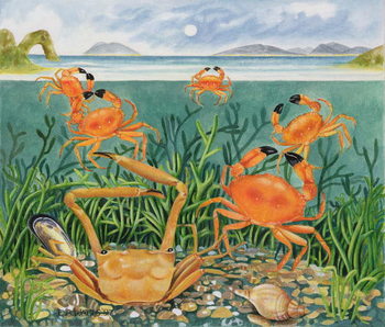 Billede på lærred Crabs in the Ocean, 1997