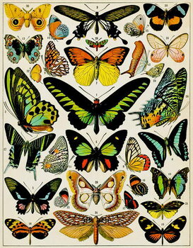 Billede på lærred Illustration of Butterflies and moths c.1923
