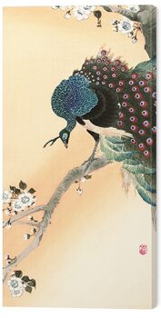 Billede på lærred Ohara Koson - Peacock on a Cherry Blossom Tree