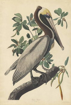 Billede på lærred Brown Pelican, 1835