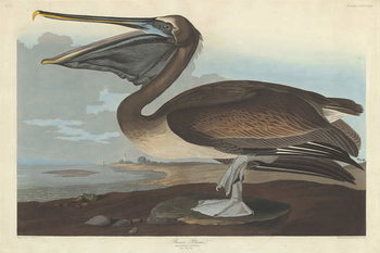 Billede på lærred Brown Pelican, 1838