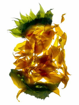Billede på lærred Chiquita Sunflower
