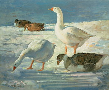 Billede på lærred Geese and Mallards, 2000