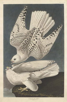 Billede på lærred Iceland or Jer Falcon, 1837