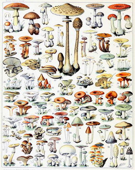 Billede på lærred Illustration of Mushrooms  c.1923