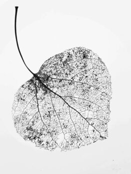 Billede på lærred leaf skeleton
