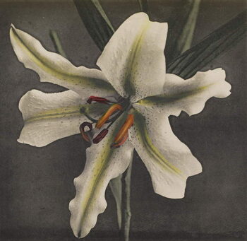 Billede på lærred Lily, 1896