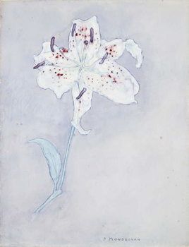 Billede på lærred Lily, c.1920-25