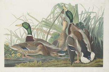 Billede på lærred Mallard Duck, 1834