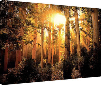 Billede på lærred Mario Moreno - Enchanted