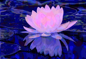 Billede på lærred Pink Water Lily
