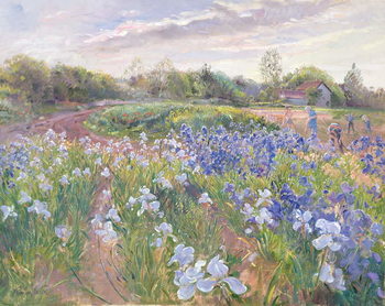 Billede på lærred Sunsparkle on Irises, 1996