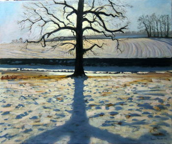 Billede på lærred Tree and Shadow, Calke Abbey, Derbyshire