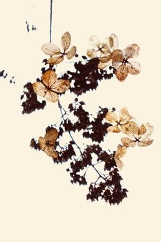 Billede på lærred Withered flowers can be used as bookmarks