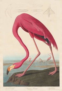 Leinwand Poster American Flamingo, 1838
