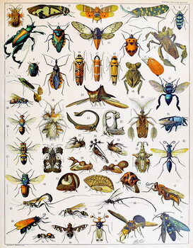 Leinwand Poster Illustration of Insects c.1923