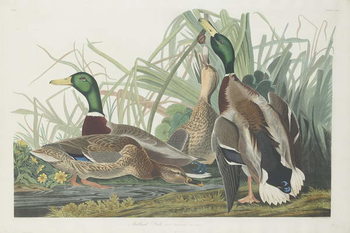 Leinwand Poster Mallard Duck, 1834
