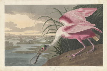 Leinwand Poster Roseate Spoonbill, 1836