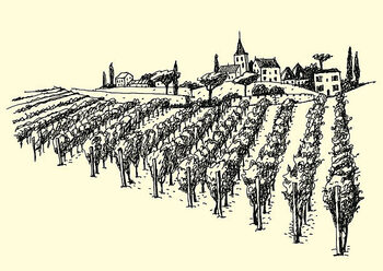 Bild auf Leinwand Beautiful Vineyard View In The Valley.