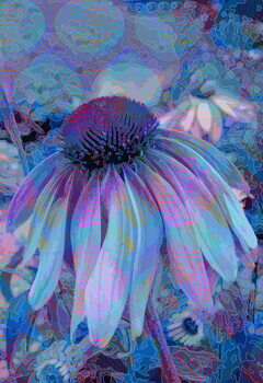 Bild auf Leinwand Cone Flower