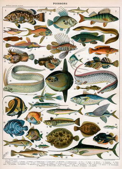 Bild auf Leinwand Decorative Print of 'Poissons' by Demoulin, 1897
