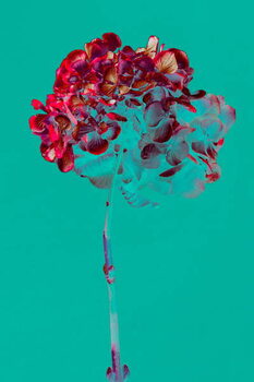 Bild auf Leinwand Hydrangea, 2018