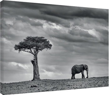 Bild auf Leinwand Mario Moreno - Land of Giants