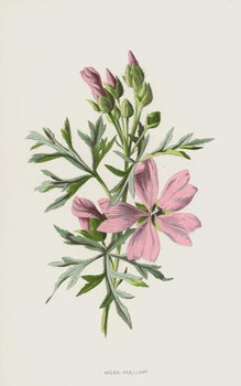 Bild auf Leinwand Musk-Mallow