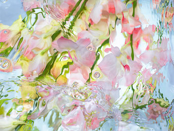 Bild auf Leinwand Orchid under warter