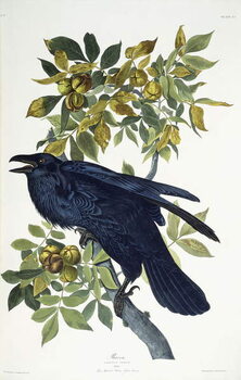 Bild auf Leinwand Raven,