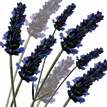Bild auf Leinwand Sweet Lavender, 2004