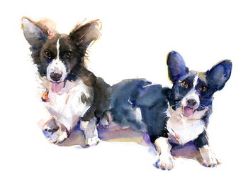 Bild auf Leinwand Two Corgis, 2015,
