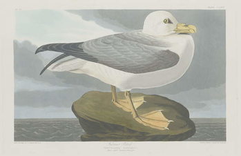 Bilde på lerret Fulmer Petrel, 1835
