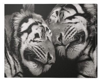 Bilde på lerret Marina Cano - Sleeping Tigers